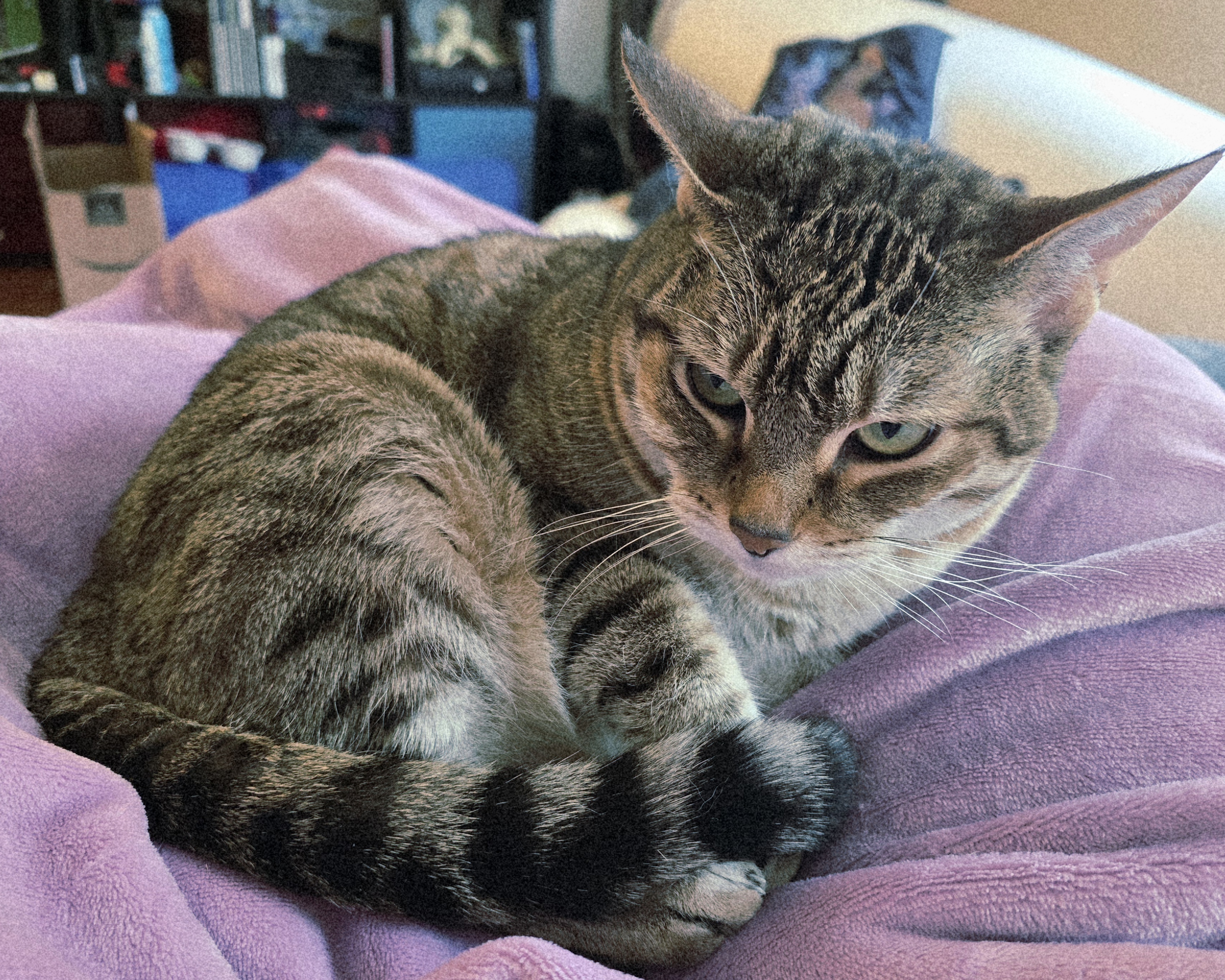 A very grumpy-looking brown tabby cat (Princess Buttercup) glowers at the camera while she curls up in a ball on a fuzzy purple blanket.